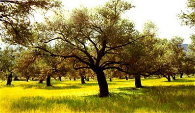 North Cyprus holiday activities