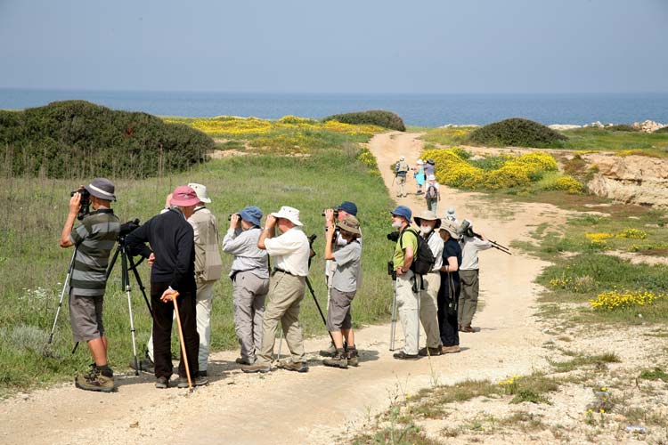 North Cyprus Bird Watching