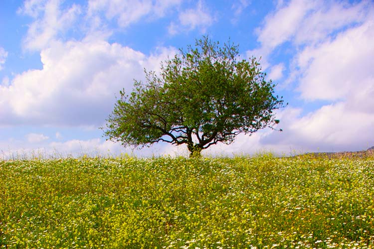 North Cyprus Links