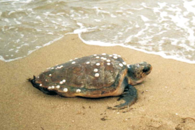 North Cyprus Caretta Caretta